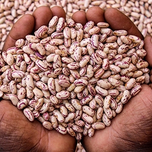 sugar beans