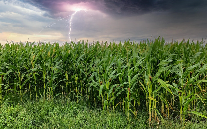 maize inside