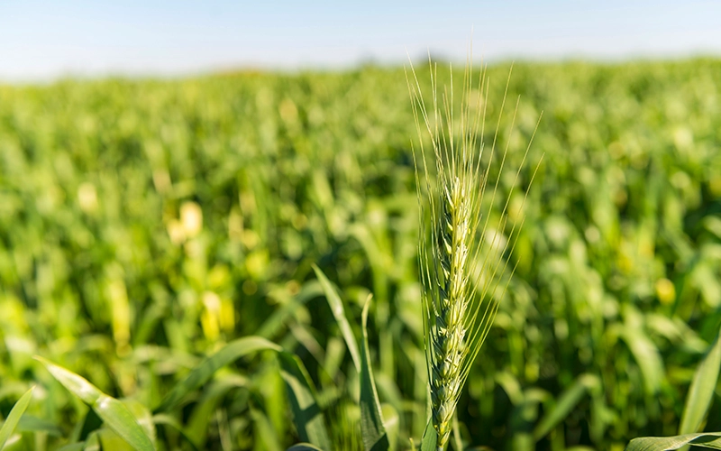 wheat inside