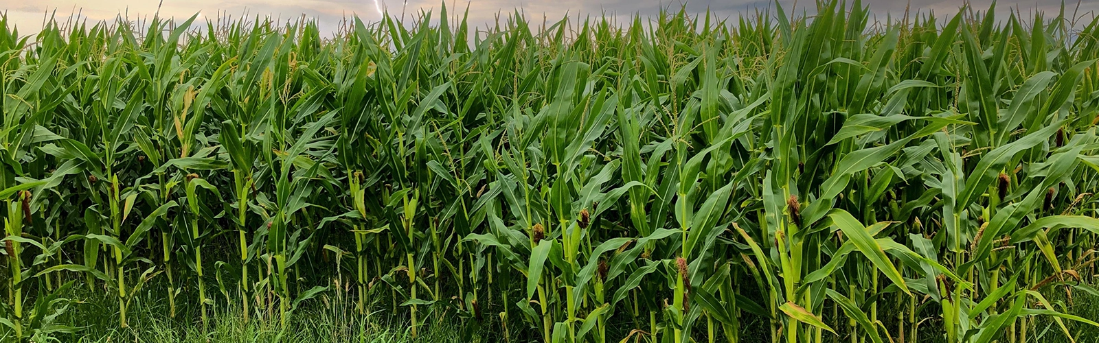 maize-banner