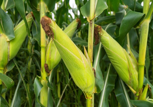 maize