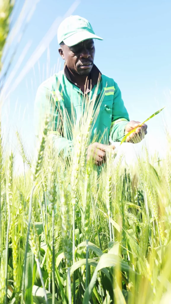 farmer in wheat field
