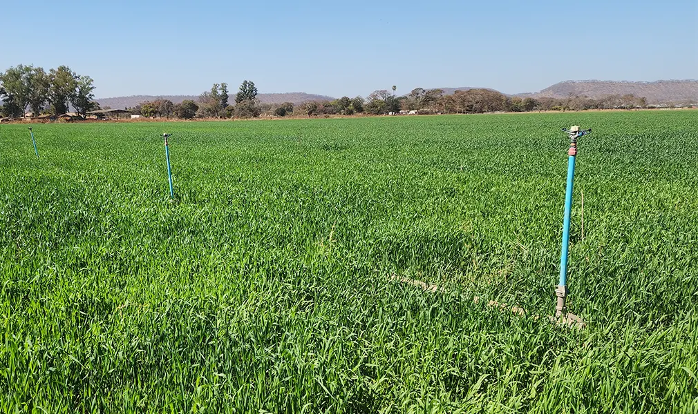 irrigation