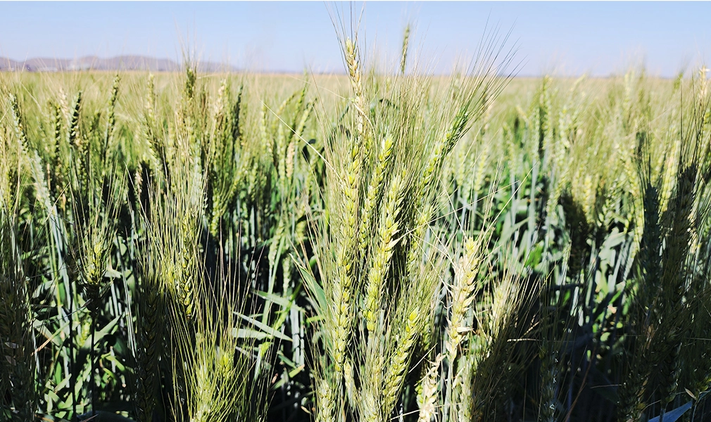 wheat field