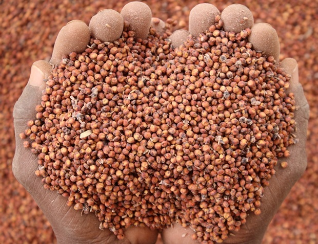 sorghum