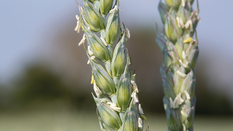 Critical Importance of Wheat Growth Stages 1 Close up of Winter Wheat flowering 1662015 26604 F C TS