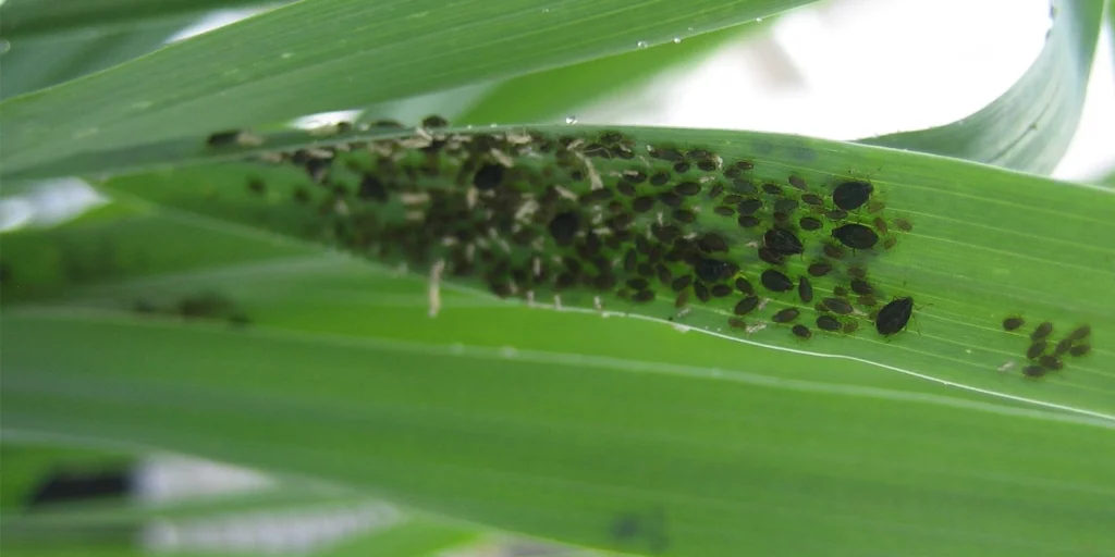 Critical Importance of Wheat Growth Stages 3 aphids 1