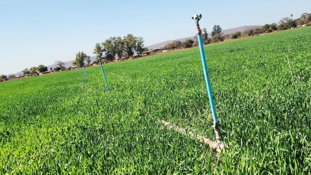Cultivating hope in the golden acres of TopJum Farm 3 mapike