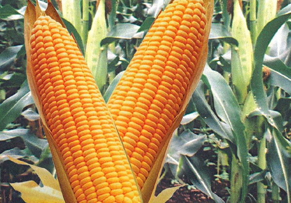 green-mealie