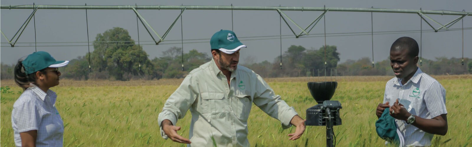 wheat-banner